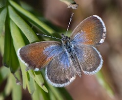 Male